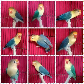 Jual parblue lovebird Harga Terbaik & Termurah April 2025