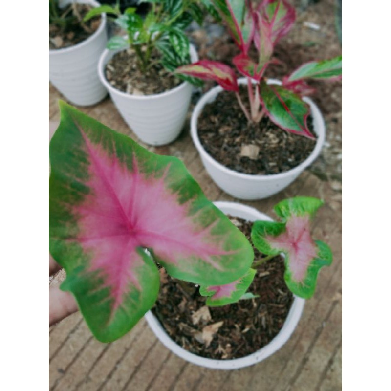 Jual paket 5 tanaman hias keladi - keladi pink - keladi putih - keladi ...