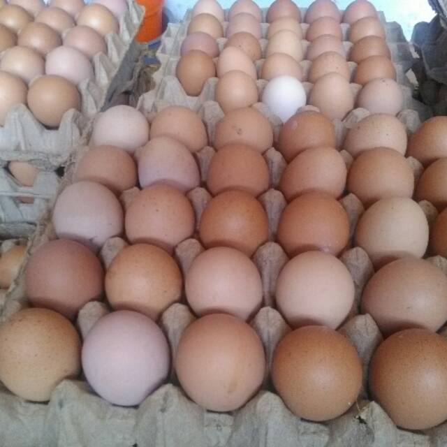 Jual Telur Ayam Besar Jumbo 1 Papan Shopee Indonesia 7559