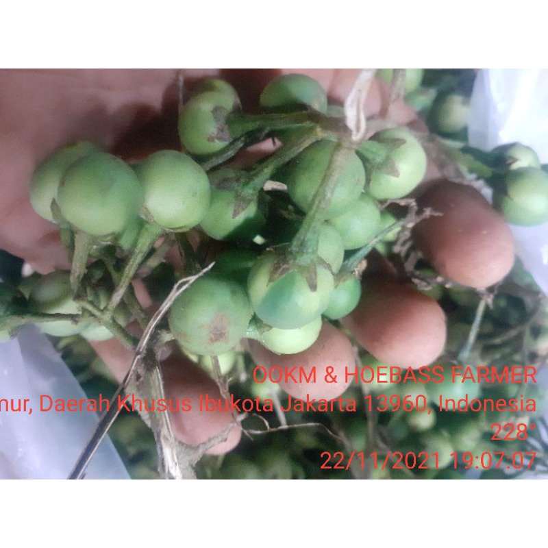 Jual RIMBANG TEKOKAK RIBBANG | Shopee Indonesia