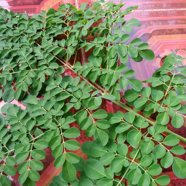 Jual Gr Daun Kelor Segar Daun Moringga Tanaman Ajaib Shopee Indonesia