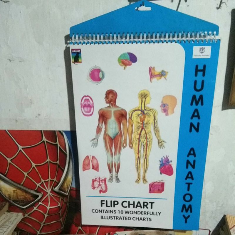Jual HUMAN ANATOMY FLIP CHART BUKU BESAR Shopee Indonesia