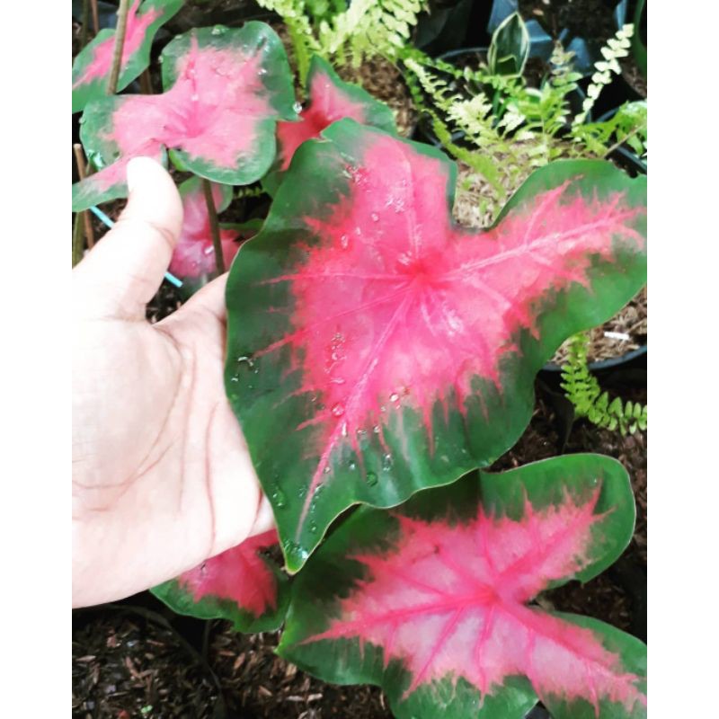 Jual caladium red / tanaman hias keladi merah | Shopee Indonesia