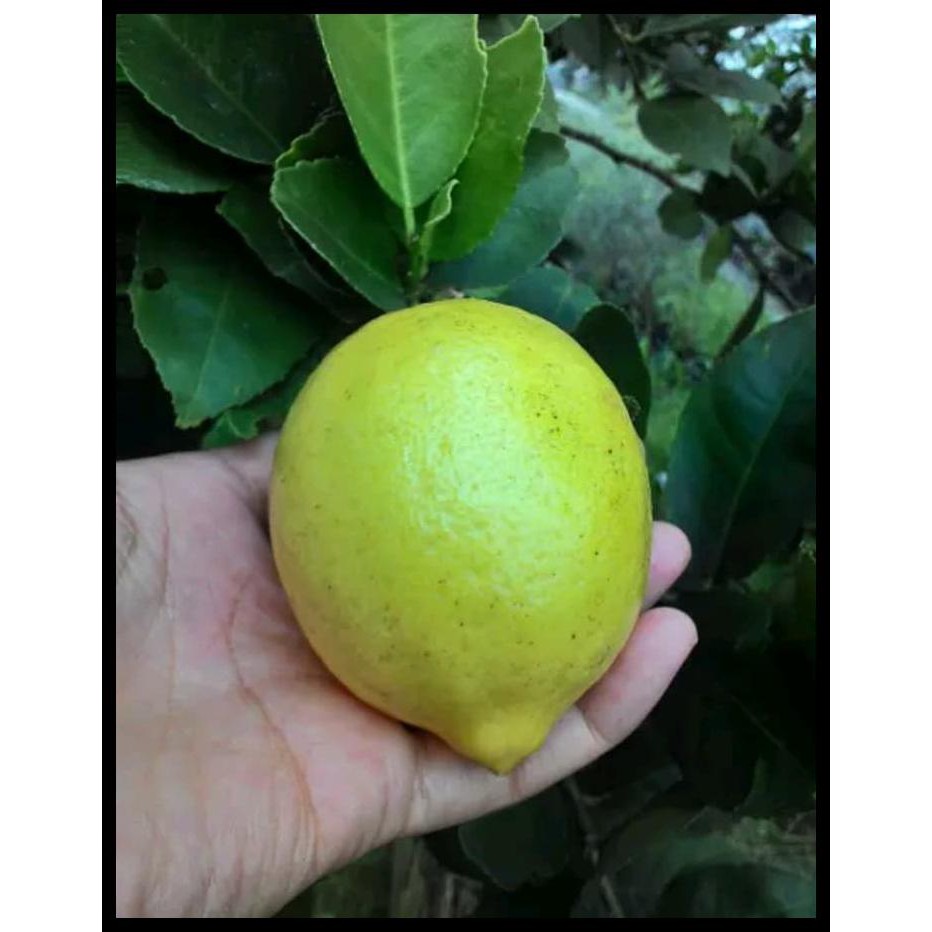 Jual Bibit Jeruk Lemon Tea Pohon Jeruk Lemon Tea Siap Tanam Shopee