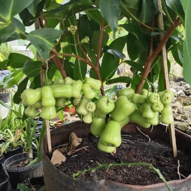 Jual BIBIT JAMBU MADU DELI HIJAU SUPER MANIS (ASLI 100%) | Shopee Indonesia