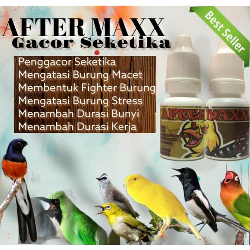 Jual (COD) Penggacor Seketika Burung Murai Cucak ijo kenari lovebird ...