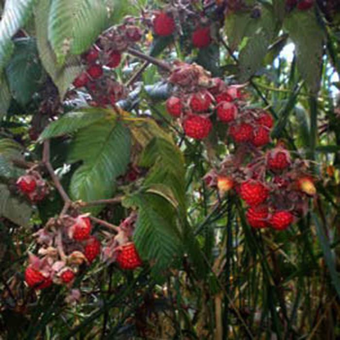 Jual K4J! Tanaman Jadi / Bibit Buah Arbei Hutan Freong | Shopee Indonesia