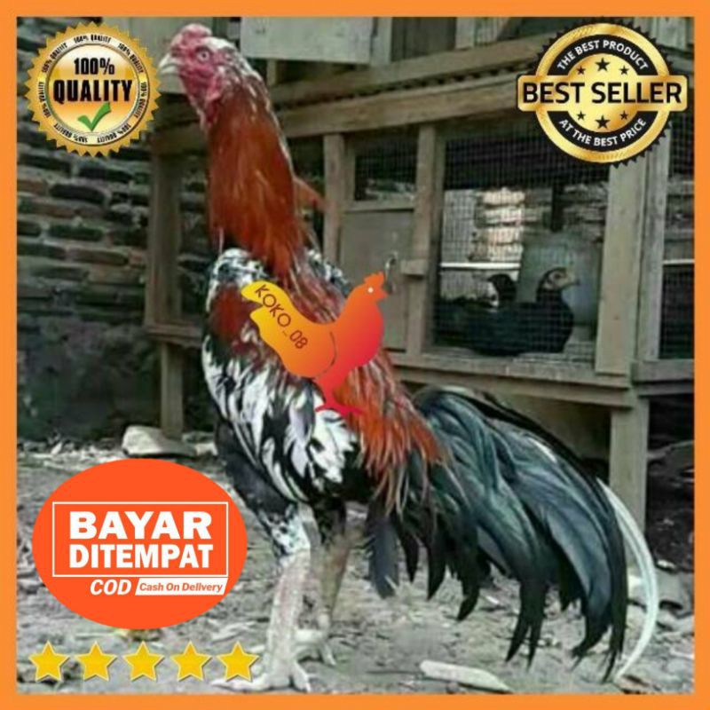 Jual Telur Ayam Bangkok Thailand X Babon Birma Ori F1 Telur Ayam Fertil Telur Ayam 4154