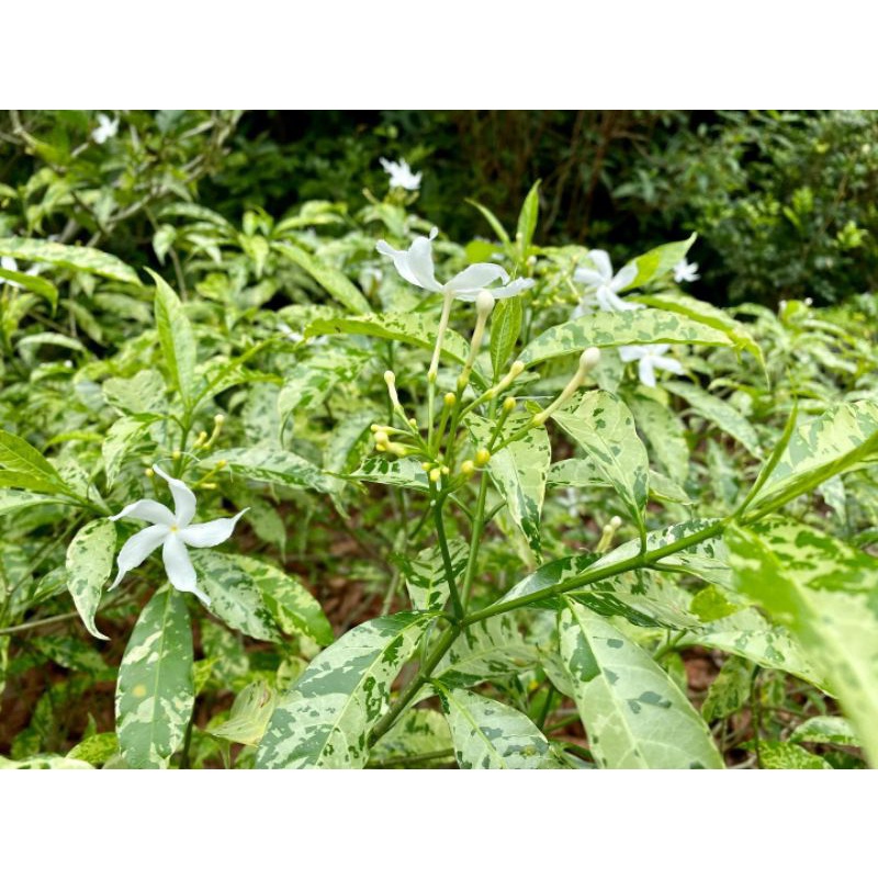 Jual Bibit tanaman bunga putih melati rombusa (Tabernaemontana ...