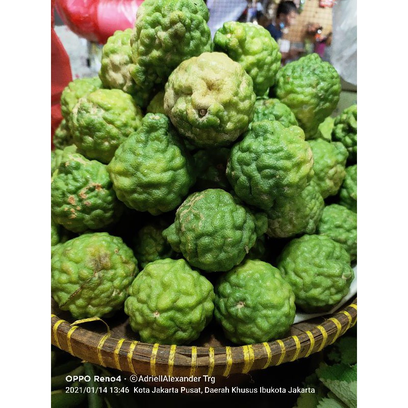 Jual Jeruk Purut 1 buah | Shopee Indonesia