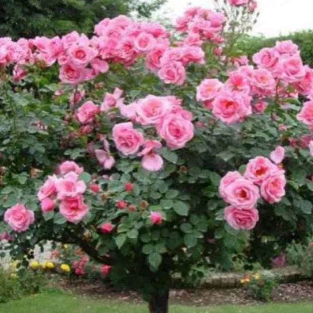 Bibit Bunga Camelia cangkok(BISA COD)