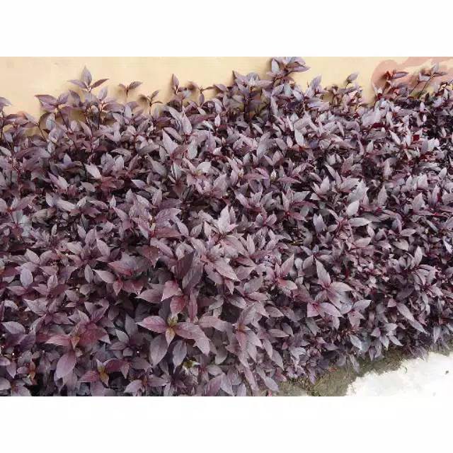 Jual DAUN UNGU / HANDEULEUM OBAT WASIR 250gram | Shopee Indonesia