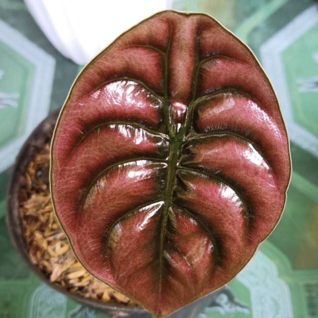 Jual philodendron tuxtlanum | philodendron red queen | Shopee Indonesia
