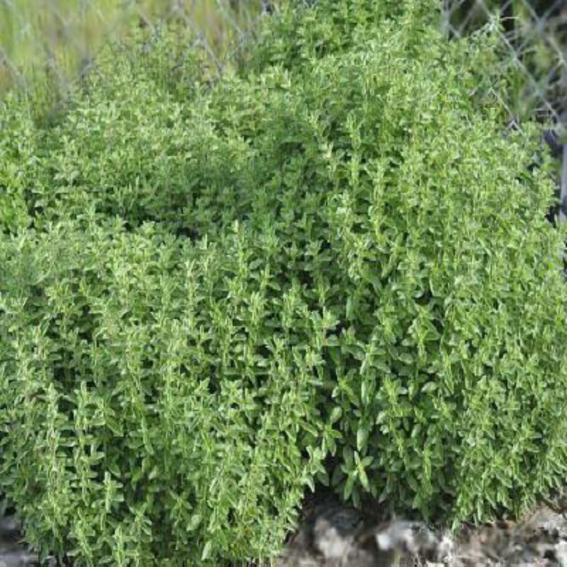 Jual Amefurahi 200 Benih Bibit Biji Herb italian Oregano mudah Tumbuh