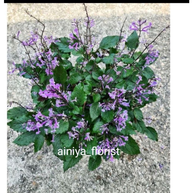 Jual 《ROSTER》 lavender monic purple / plectranthus zuluensis bunga ...