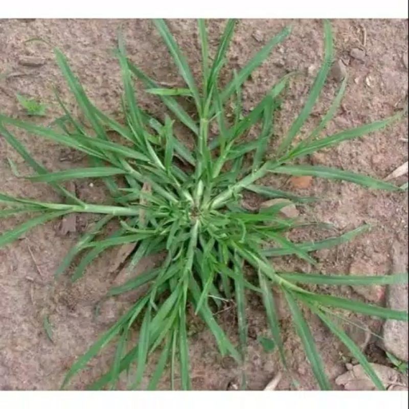 Jual Daun Tanaman Rumput Belulang Atau Jampang 500g | Shopee Indonesia