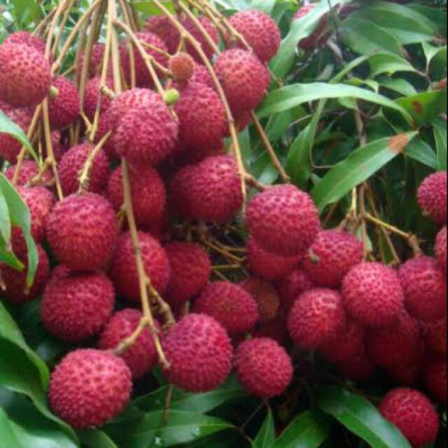 Bibit Pohon Leci China Merah Uk 30 Cm Up