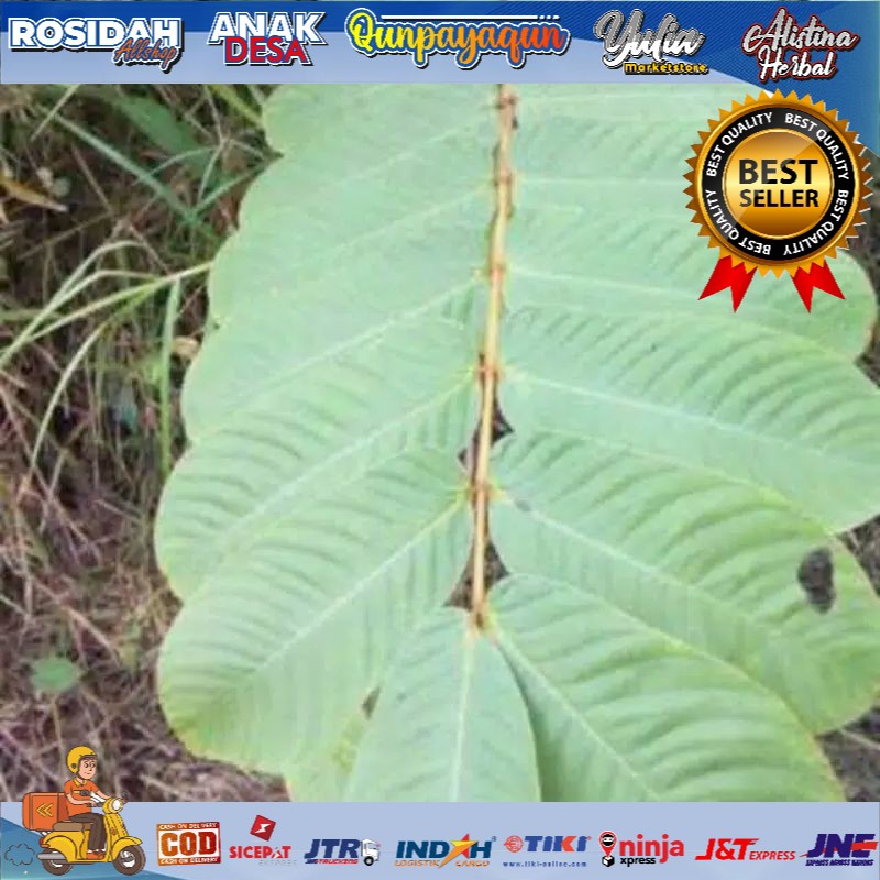 Jual Daun Ketepeng Segar 1kg Kimanila Ketapang Cina Terlaris Shopee