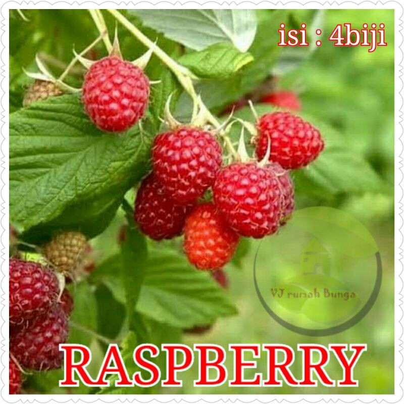 20 Butir - Benih Buah Unggul Raspberi Buah Raspberry
