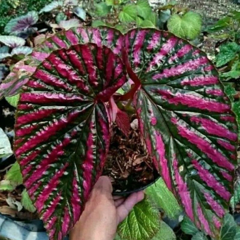 Jual Tanaman hias hidup Begonia Walet / Begonia rex walet merah ...