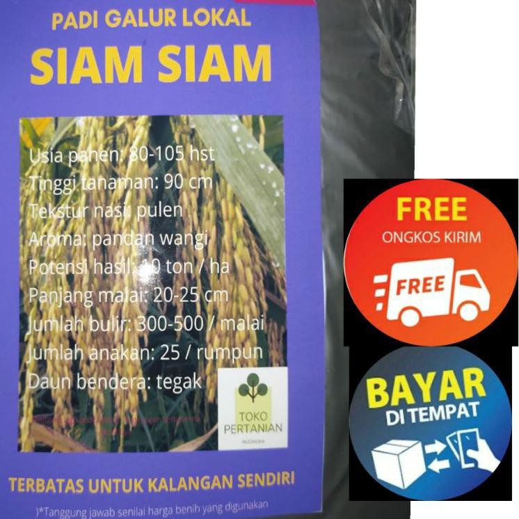 Jual T31Y Benih Padi Siam Siam 1Kg Berkualitas Tahan Wereng Dan Kresek ...