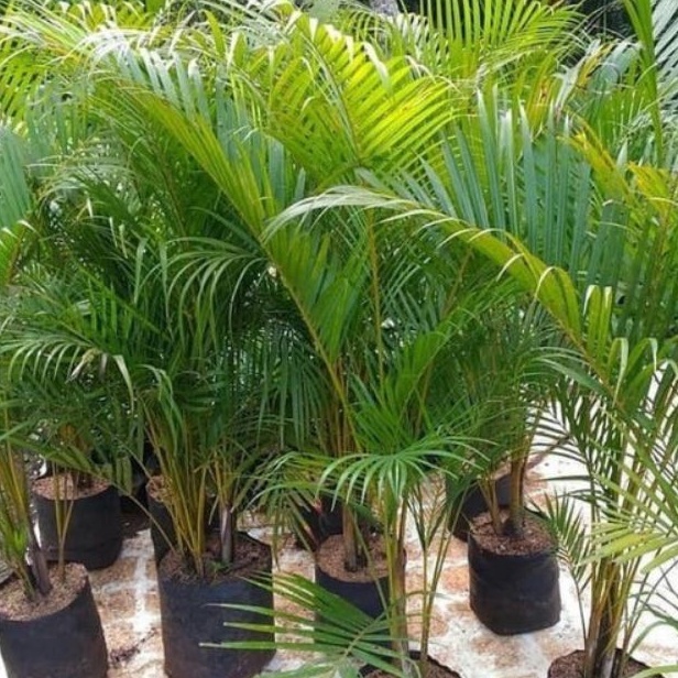 Jual Tanaman Hias Hidup - Palem kuning Rumpun - Ukuran Tinggi 80cm -1 ...