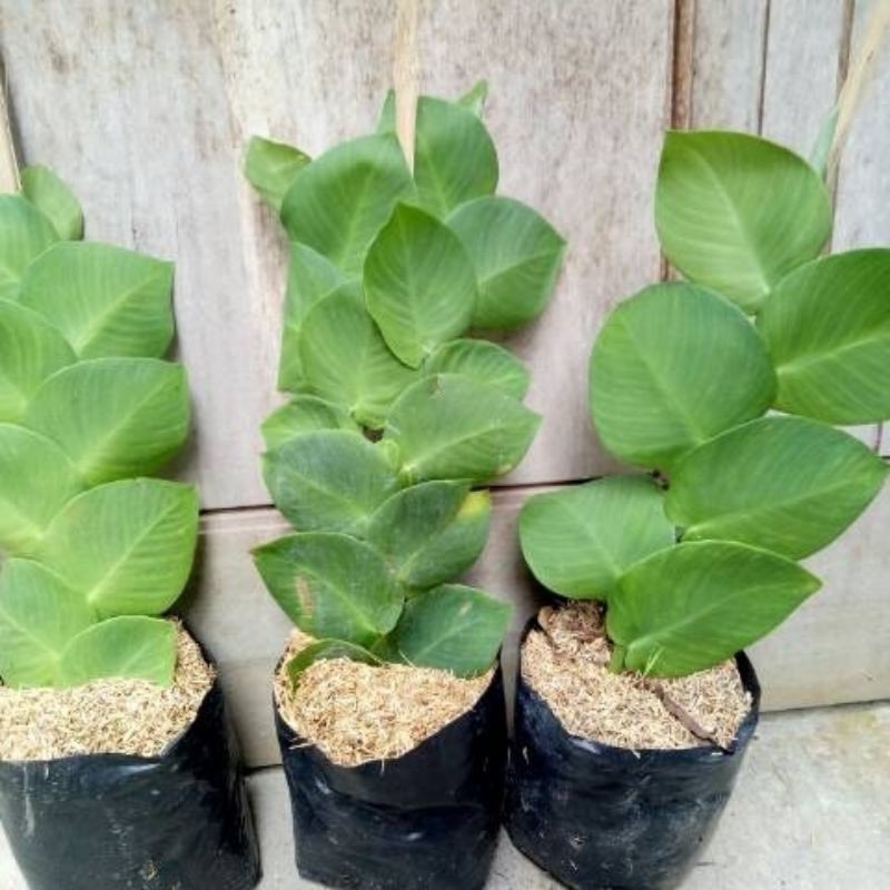 Jual tanaman dolar rambat daun lebar (Ficus pumila) bergaransi | Shopee ...