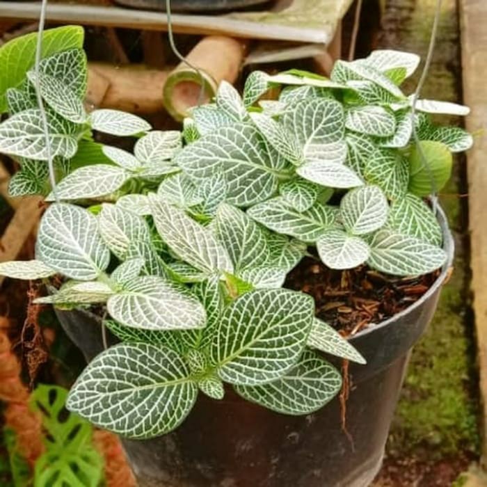 Tanaman hias gantung pittonia hijau daun kecil