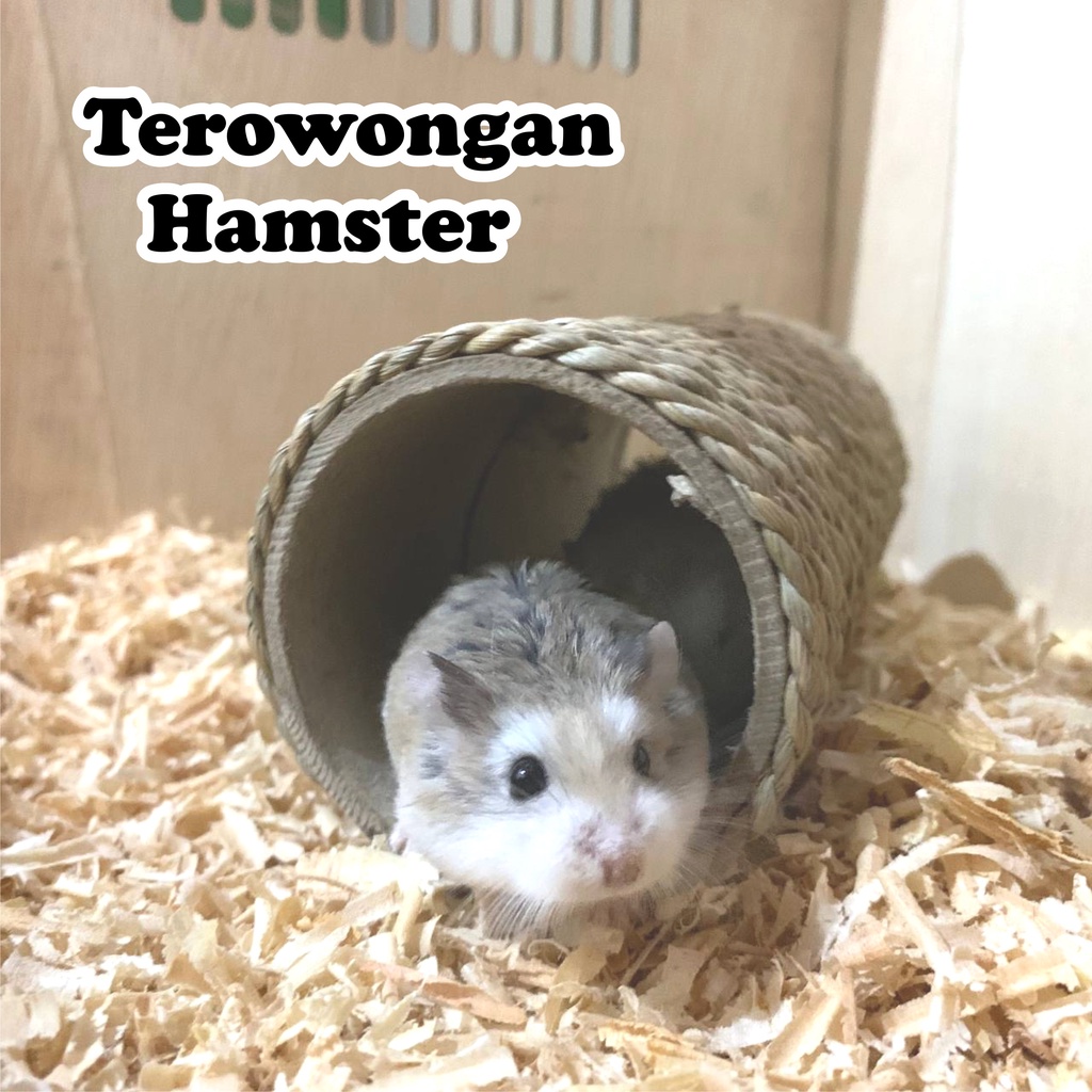 Jual Terowongan Hamster Tunnel Underground Mainan Hamster Dwarf Syrian