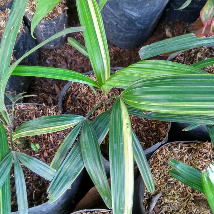 Jual Ada Tanaman Hias Bibit Palem Waregu Variegata | Shopee Indonesia