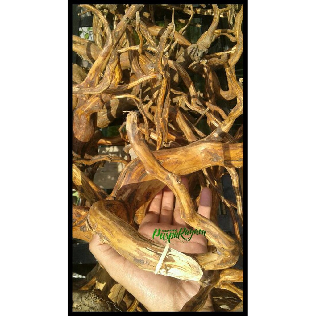 Jual Baru Kayu Aquascape - Kayu Rasamala Ukuran L (40-60Cm) | Shopee ...
