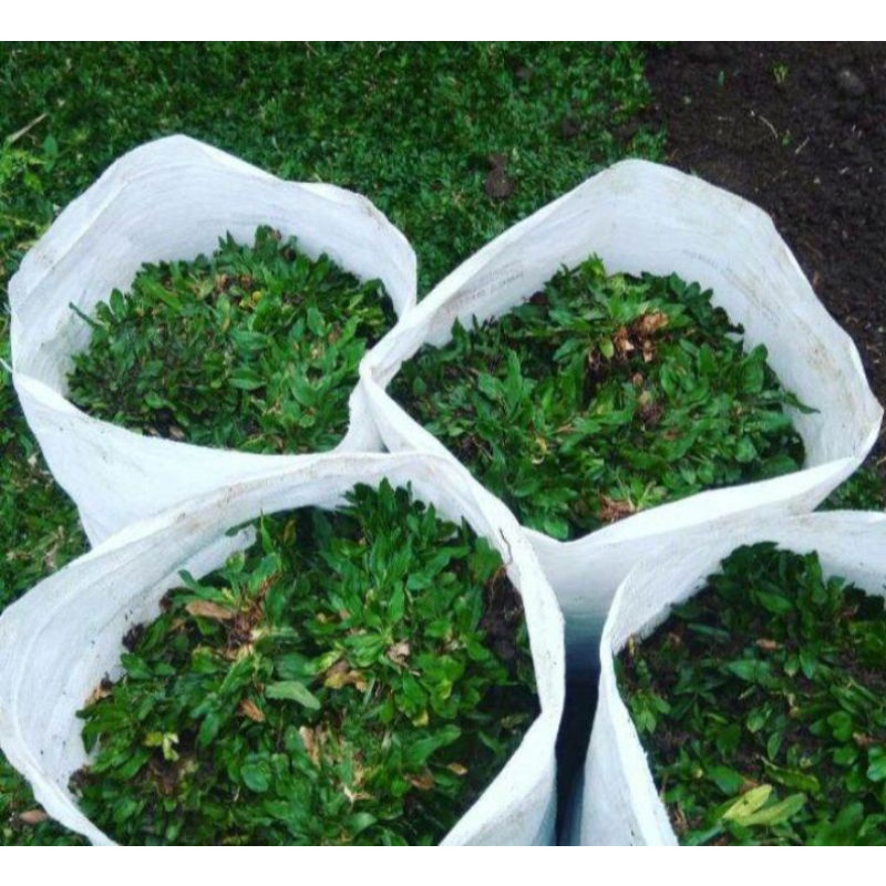 Jual Rumput gajah mini super satu karung isi 4 meter taman | Shopee ...