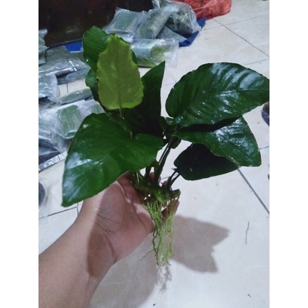 Jual Anubias Barteri Ukuran Besar Tanaman Air Aquarium Shopee Indonesia