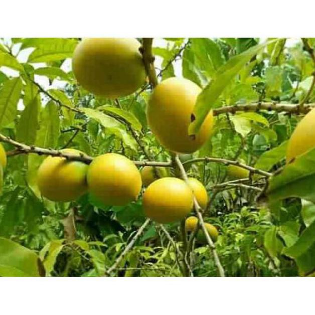 Bibit Buah Promo Bibit Abiu Sawo AustraliaSiap Buah Unggul!