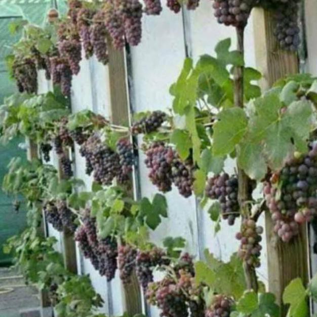 Terlaris! Bibit Tanaman Buah Anggur Merah Terlaris!