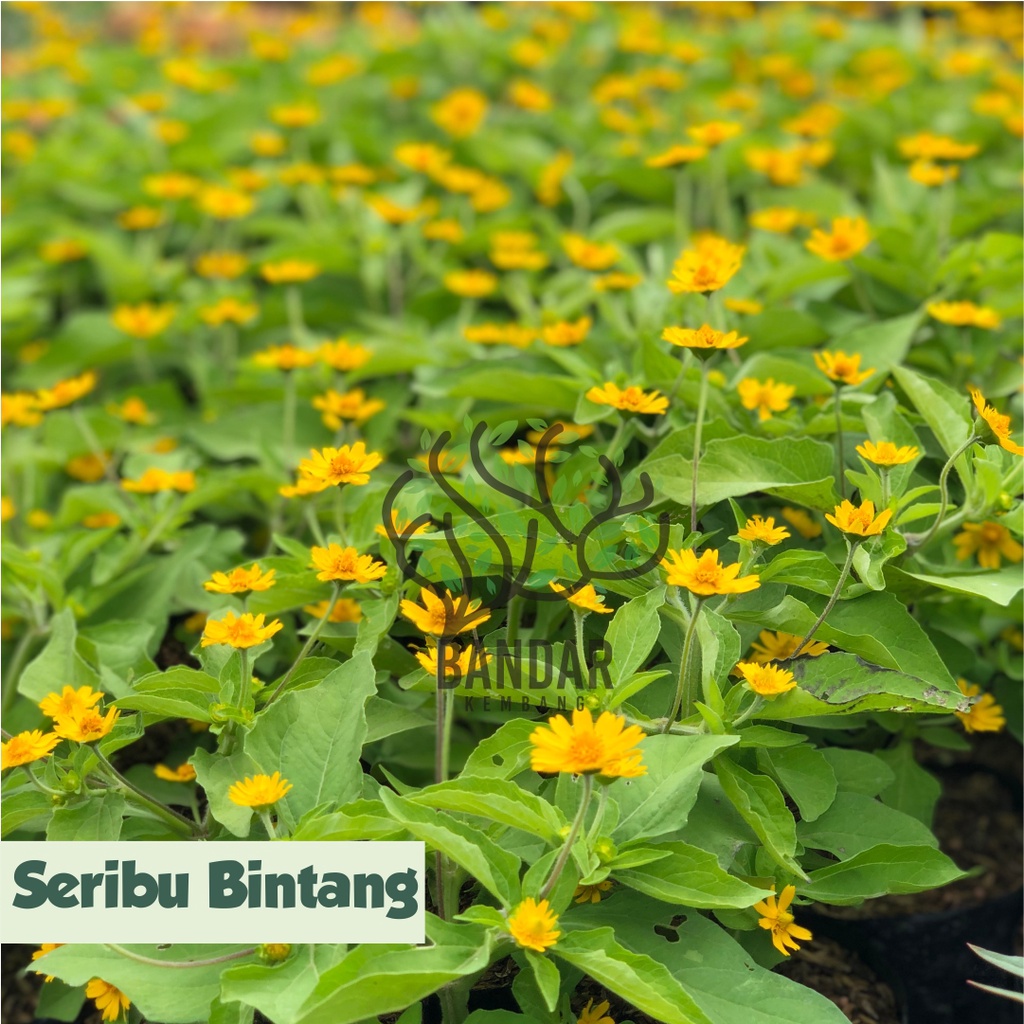 Jual Tanaman Hias Seribu Bintang Bunga Hias Berbunga Tanaman Hias Bunga