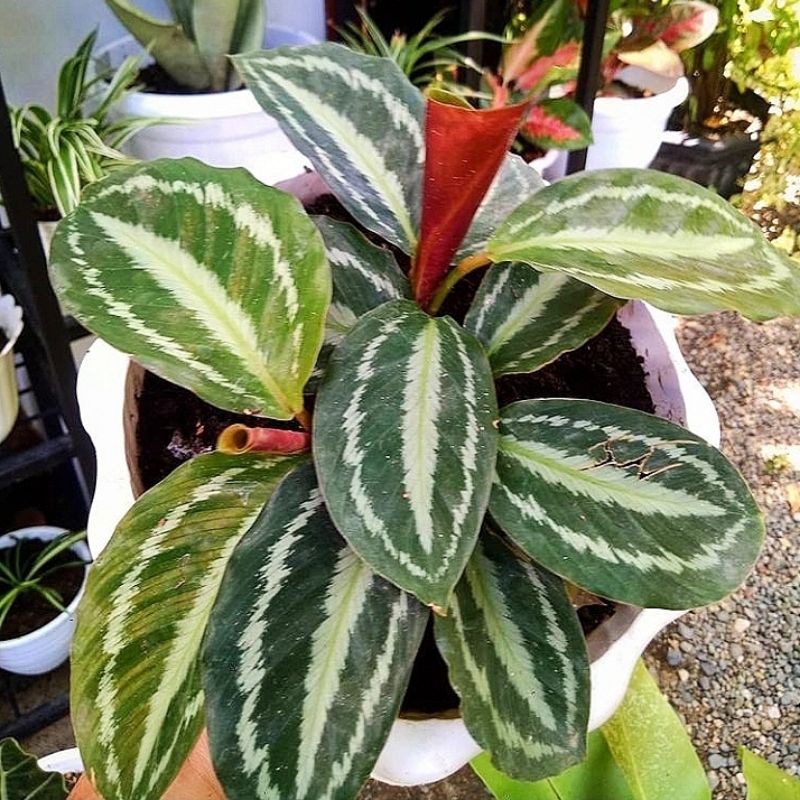 calathea white stripes Calathea 'White Star' main image 1