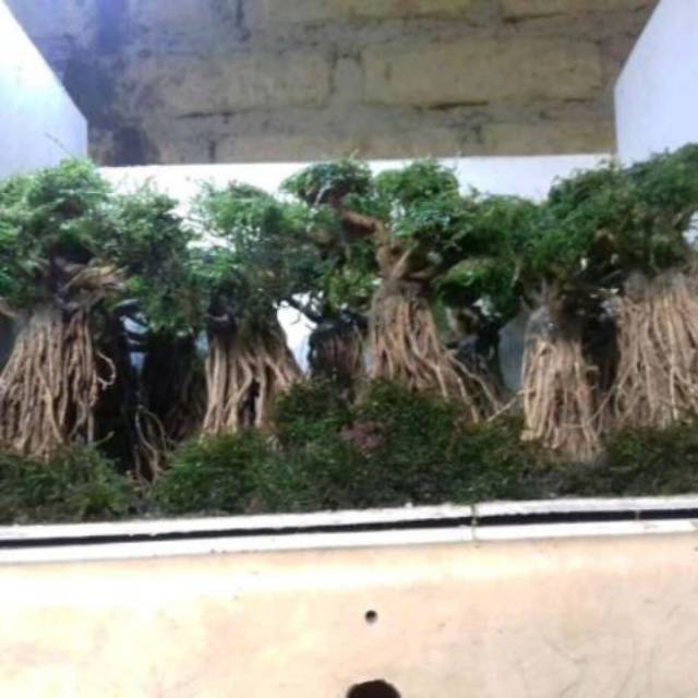 Jual Bonsai aquascape akar senggani plus moss tanaman aquarium Shopee Indonesia