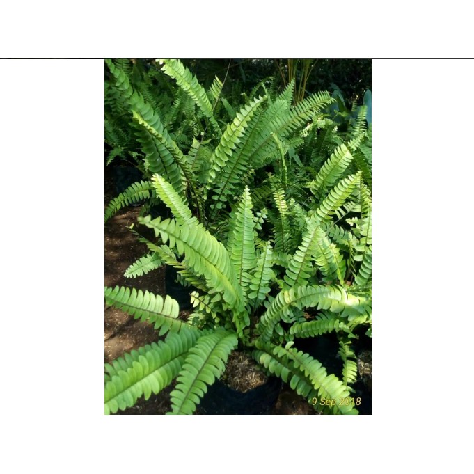Jual Tanaman Pakis Kelabang untuk pot atau vertical garden -DBR ...