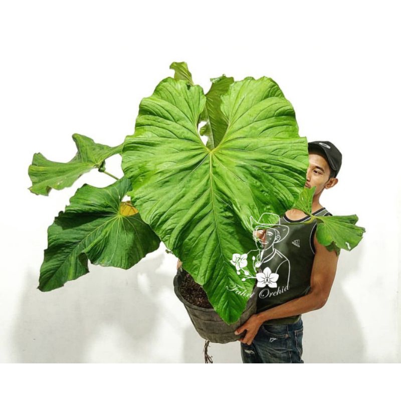 baumfreund philodendron pflege Philodendron Scandens Brazil Baumfreund  vielgrn