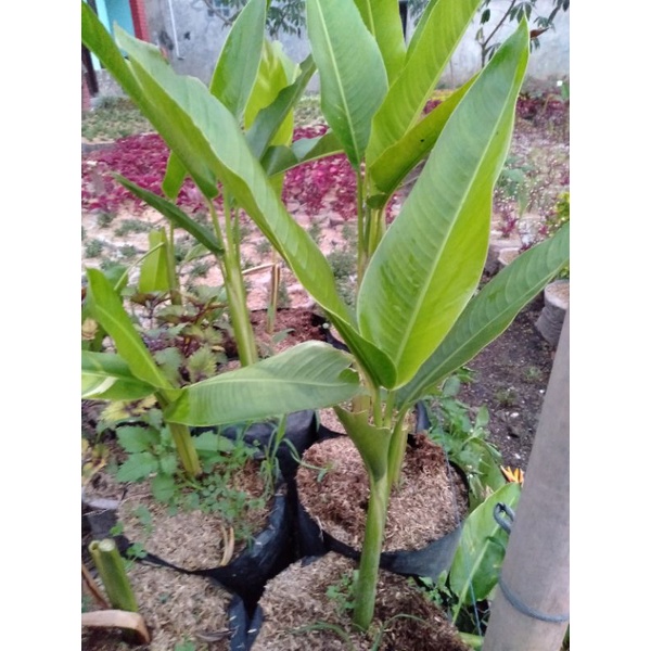 tanaman hias pisang helokonia