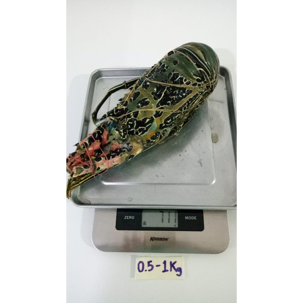 Jual LOBSTER LAUT SUPER (Bambu, Batik, Pasir, Pakistan) BEKU - FROZEN ...