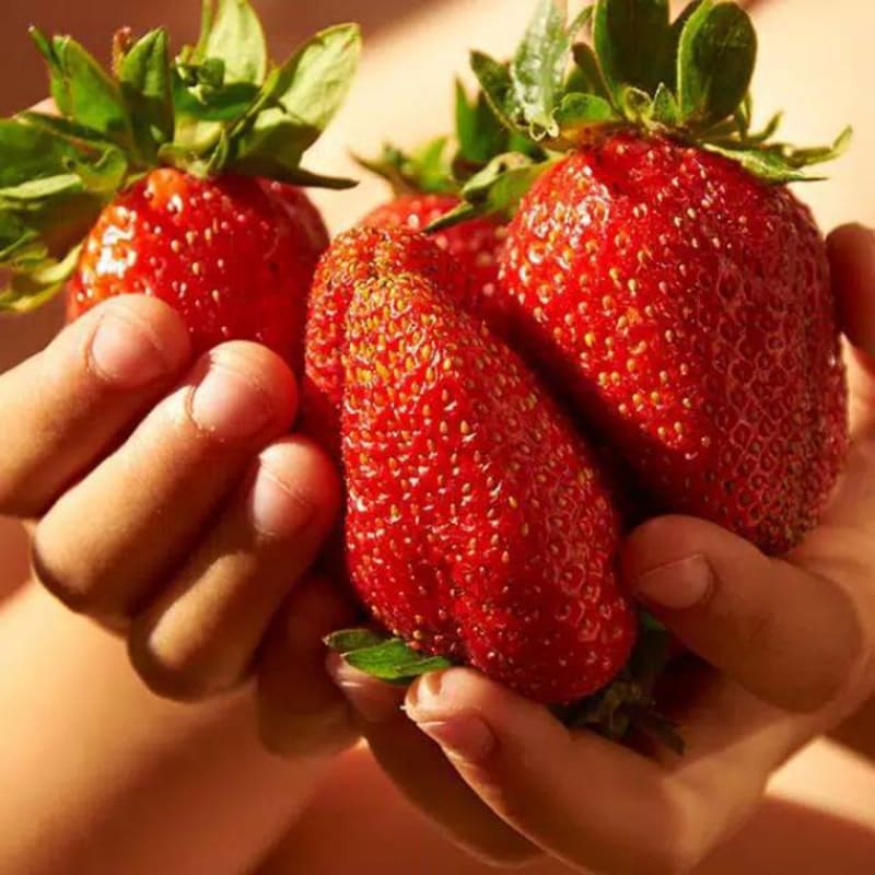 Jual Bibit Buah Strawberry Giant // Fruit Strawberry Besar | Shopee ...