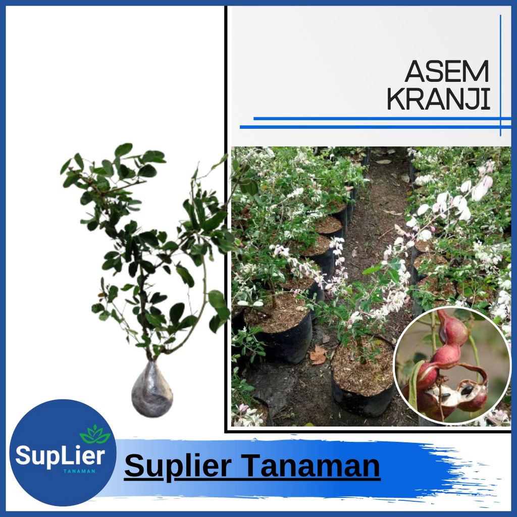 Jual Bibit Tanaman Asam Kranji Black Tamarind Shopee Indonesia