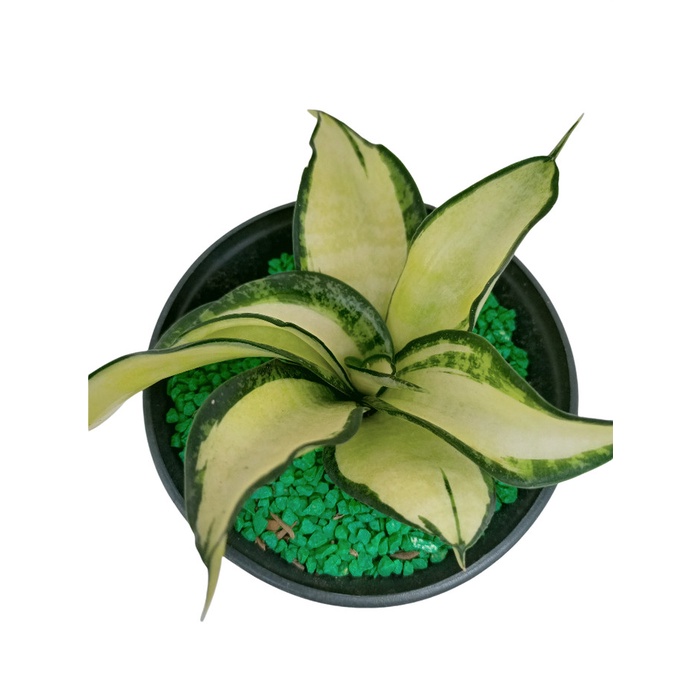 Jual Tanaman Hias Sansevieria golden wendy sansivera lidah mertua ...