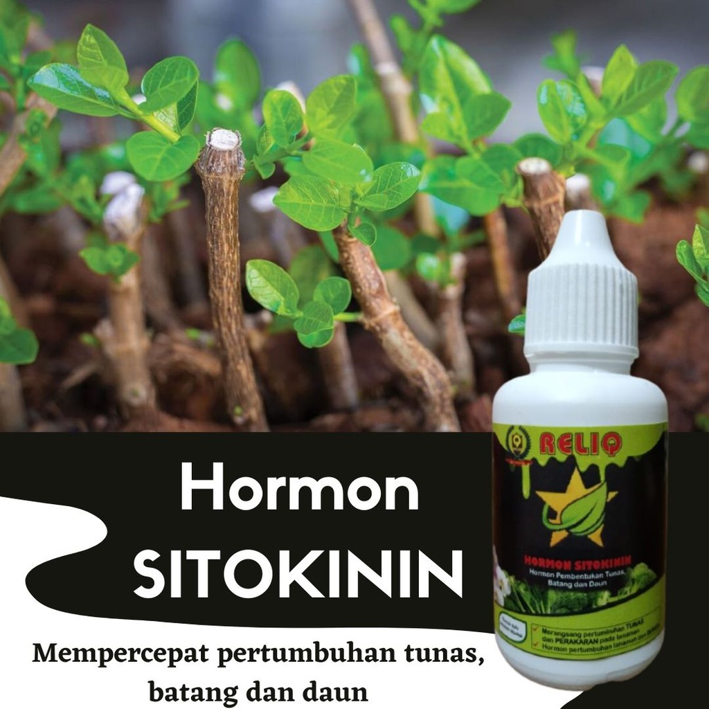 Jual Sitokinin Hormon zpt Perangsang Daun dan Batang Tanaman, Hormon ...
