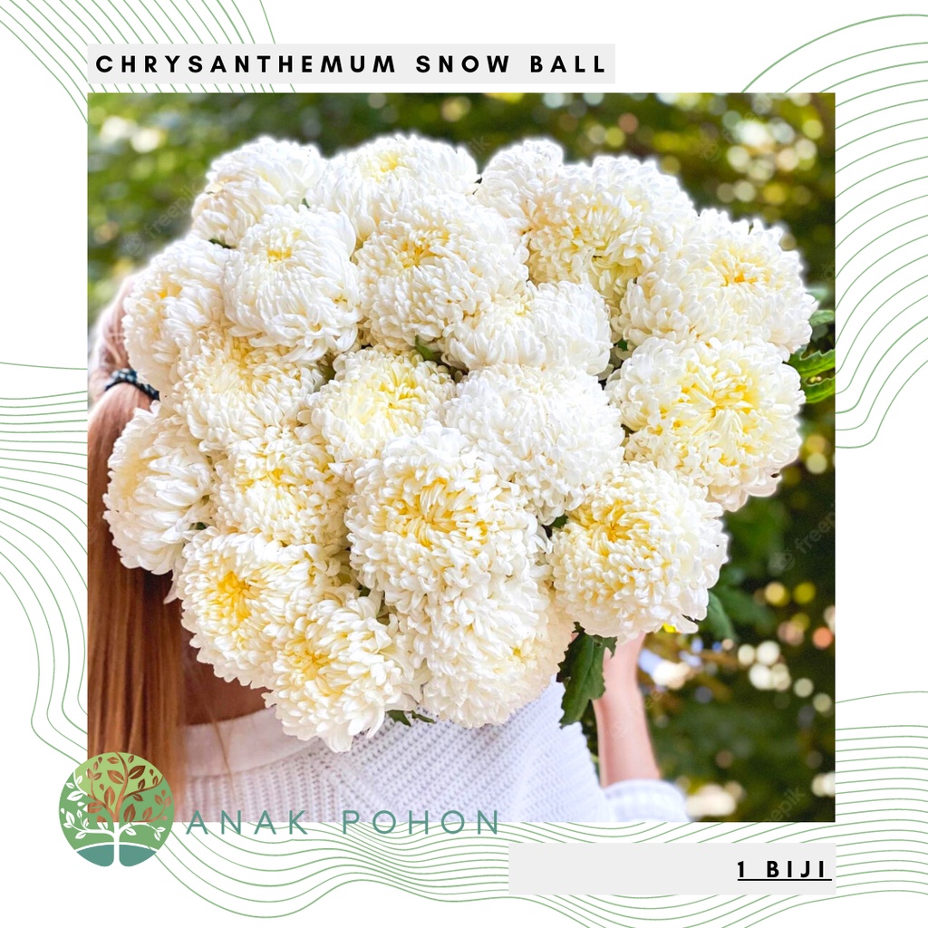 Jual Benih Bibit Biji - Bunga Chrysanthemum Snow Ball Krisan Bola Salju ...