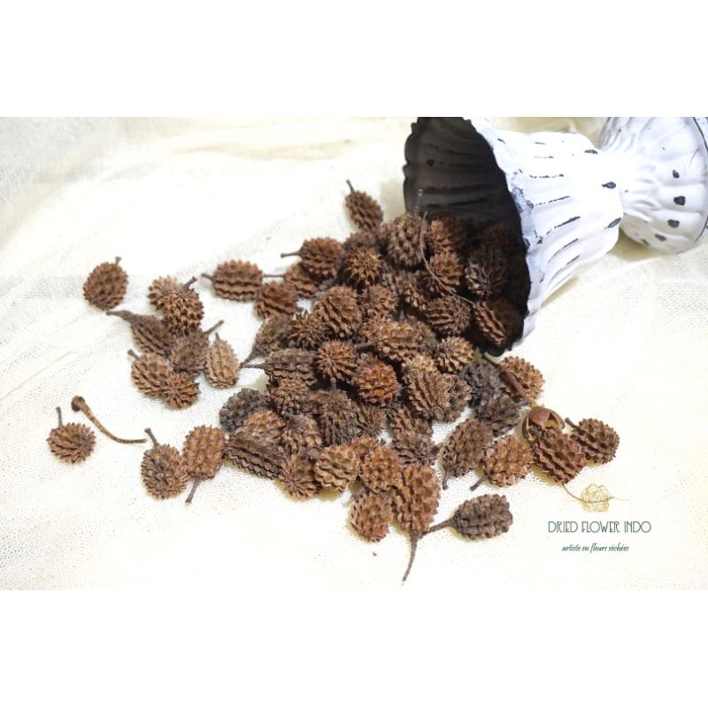 Jual ECER Dried flower cipressina buah cemara laut duren mini durenan ...