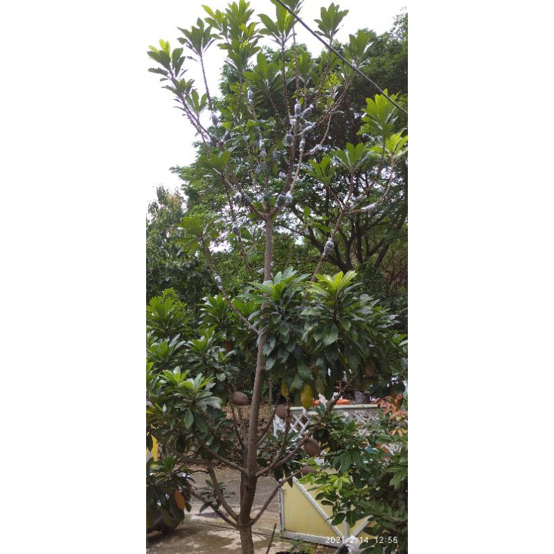 Jual fresh cangkok mamey sapote magana | Shopee Indonesia
