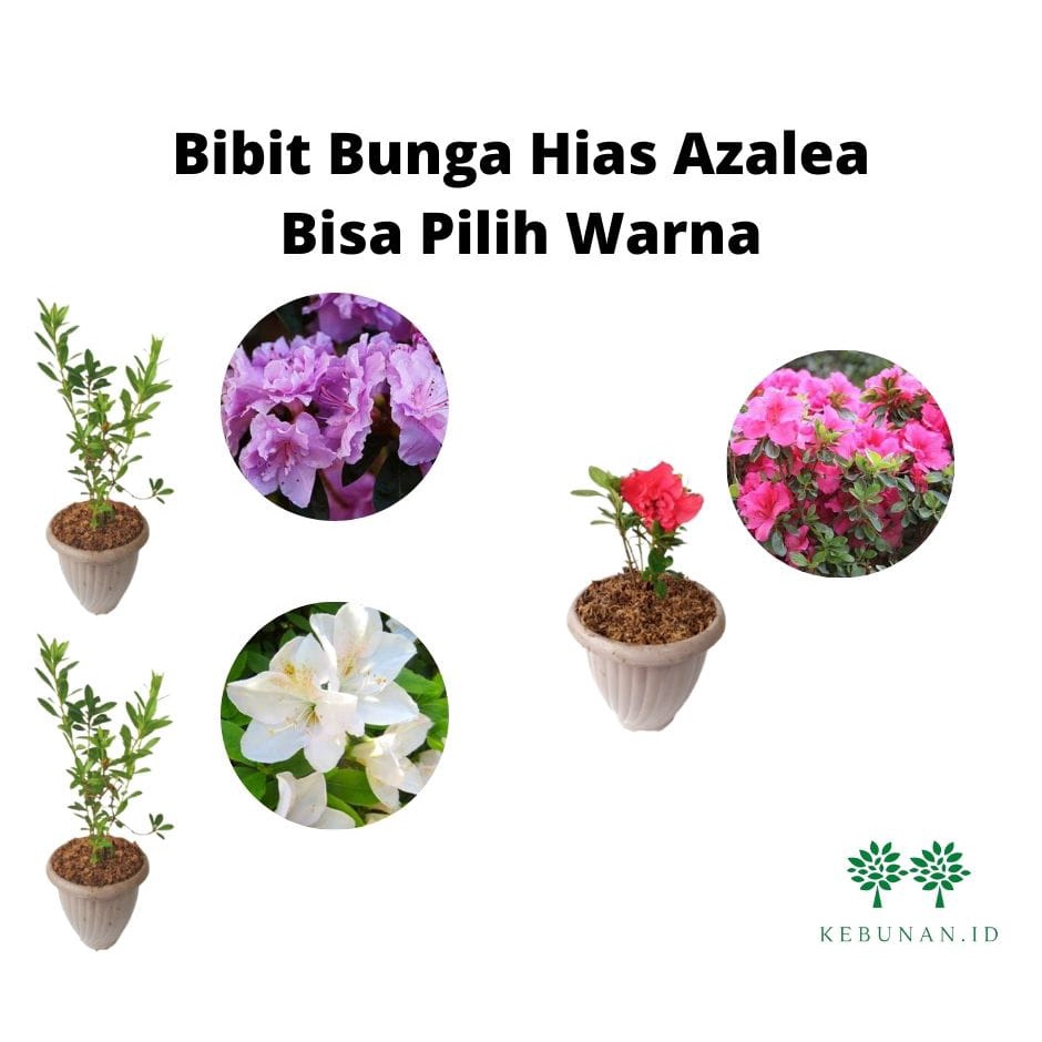 Jual Tanaman Bunga Azalea Bisa Pilih Warna | Shopee Indonesia